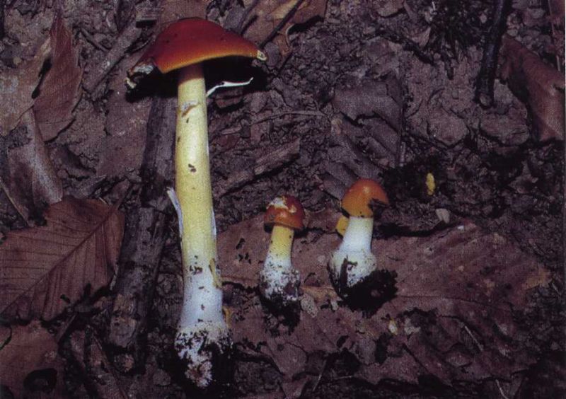 Amanita erythrocephala